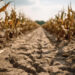 Drought in a cornfield - Generative AI