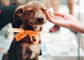 Foto tomada de internet