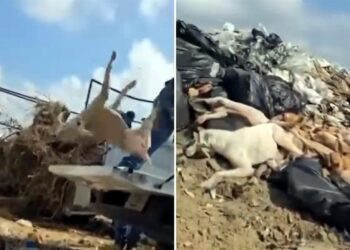 0
	0
	
	0
	
	0
	
	0
	
	0
	
	
	
	
	
	
	
	0
	10/10/2025 6:04:10 PM
	0
	1
	0
	0
	0
	0
	0
	0
	0
	1
	
	
	0
	
	597
	318