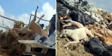 0
	0
	
	0
	
	0
	
	0
	
	0
	
	
	
	
	
	
	
	0
	10/10/2025 6:04:10 PM
	0
	1
	0
	0
	0
	0
	0
	0
	0
	1
	
	
	0
	
	597
	318