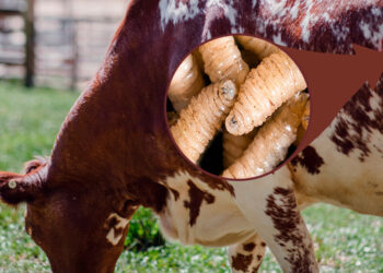 Foto tomada de internet