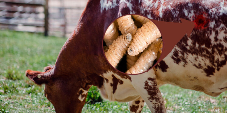 Foto tomada de internet